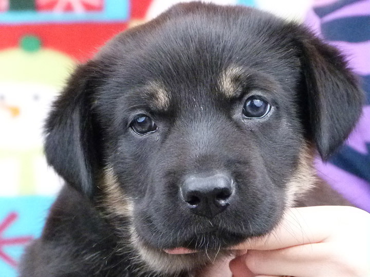 chinook puppy